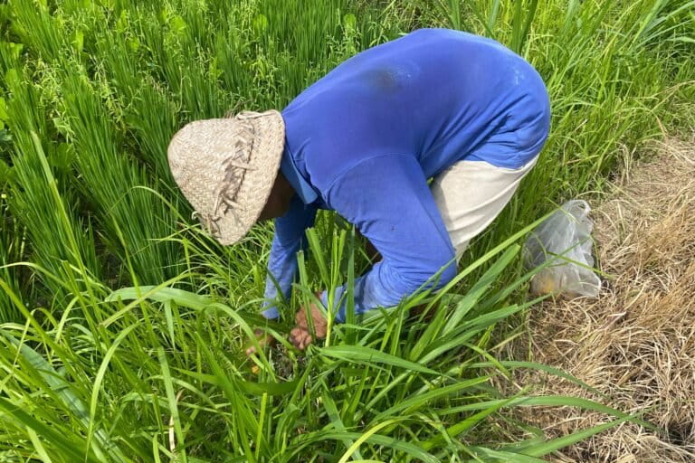 Made Kuter meletakkan racun tikus di sela-sela rumput. Foto: I Gusti Ayu Septiari/ Mongabay Indonesia