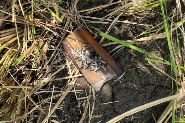 Racun tikus yang dicampur dengan beras dan kacang tanah untuk mengusir tikus sawah. Racun tikus diletakkan di atas daun agar tidak meracuni petani. Foto: I Gusti Ayu Septiari/ Mongabay Indonesia