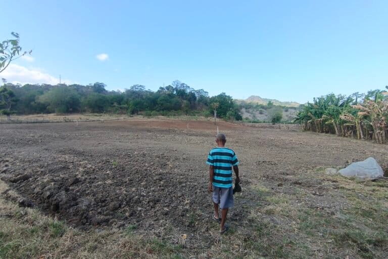 Sose Soares menyusuri lahan food estate Blok A di Desa Fatuketi untuk periksa kelembaban tanah sesudah dibajak gunakan traktor. Foto: Mario Sara/ Mongabay Indonesia