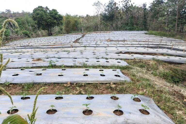 Kondisi salah satu lahan hortikultura food estate di Desa Umaklaran. Akumulasi perkebunan seluas 5 hektar dari 4 bidang tanah hasil swadaya, dikelola oleh Kelompok Tani Monu Jaya dengan komoditas cabai, tomat, dan kacang panjang. Foto: Mario Sara/Mongabay Indonesia