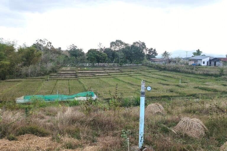 Areal sawah di Desa Fatuketi ini, pernah diusulkan sebagai lokasi pengembangan hortikultura sehingga bisa manfaatkan pasokan air yang tersedia dan tetap produktif setelah panen padi. Namun pemerintah memilih perkebunan warga dan lahan-lahan tidur. Foto: Mario Sara/Mongabay Indonesia
