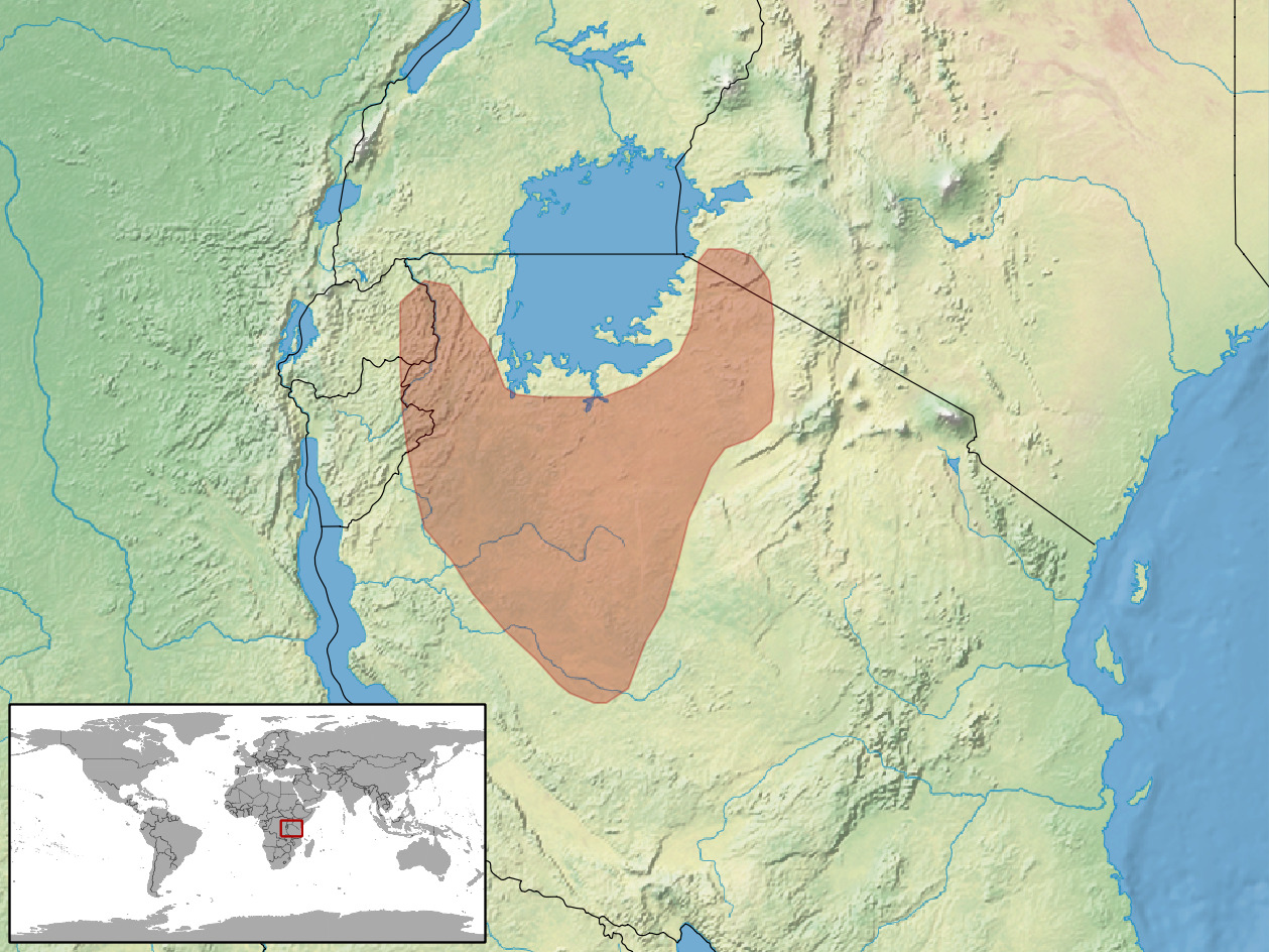 Persebaran sang Kadal Spiderman (Agama mwanzae) | Wikimedia commons