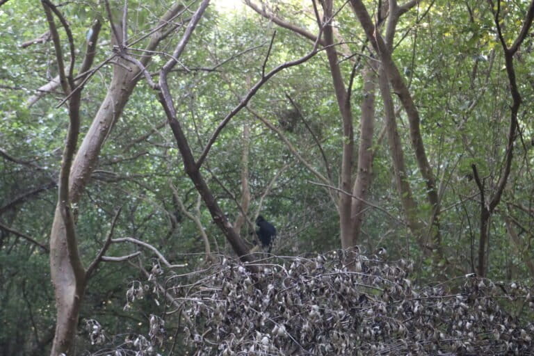 Lutung diantara pohon mangrove di Pantai Bahagia, Muara gembong, Jawa Barat. Foto: Indah Suci Safitri/ Mongabay Indonesia