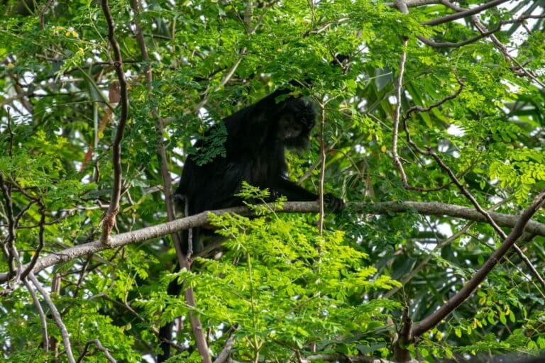 Lutung jawa sedang bergelantungan di pohon. Dokumentasi: Fattreza Ihsan/ YIARI