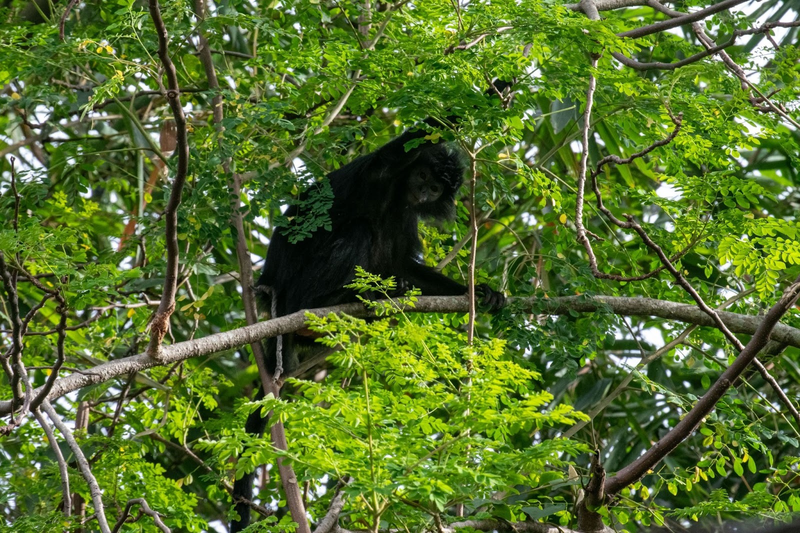 Lutung jawa sedang bergelantungan di pohon. Dokumentasi: Fattreza Ihsan/ YIARI
