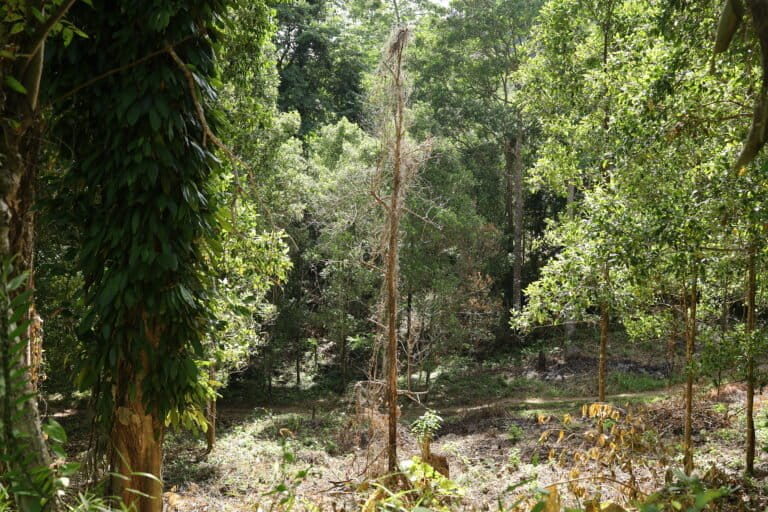 Salah satu pohon cengkih milik petani di Balohan, Sabang, yang mati. Daunnya berguguran, hanya menyisakan batangnya yang kering. Foto: Nurul Hasanah/Mongabay Indonesia