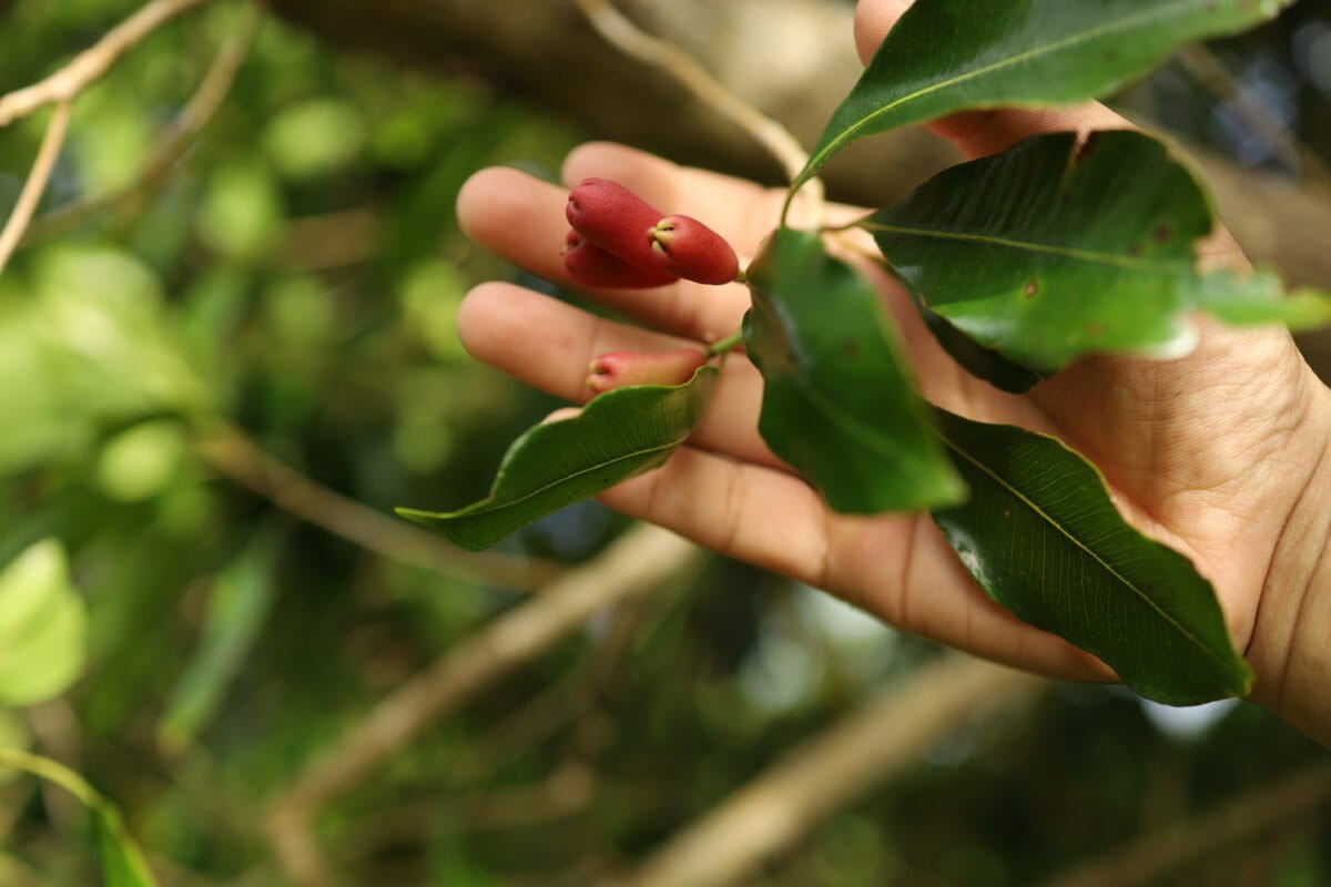 Kuncup bunga cengkih (Syzygium aromaticum) di kebun Sayuti yang mulai memerah belum menunjukkan bentuk bulat sempurna, menandakan tanaman masih membutuhkan waktu sebelum dipanen. Foto: Nurul Hasanah/Mongabay Indonesia