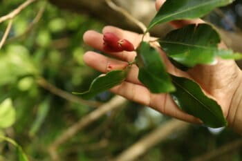 Kuncup bunga cengkih (Syzygium aromaticum) di kebun Sayuti yang mulai memerah belum menunjukkan bentuk bulat sempurna, menandakan tanaman masih membutuhkan waktu sebelum dipanen. Foto: Nurul Hasanah/Mongabay Indonesia