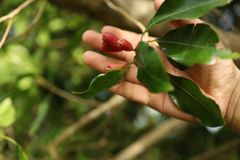 Kuncup bunga cengkih (Syzygium aromaticum) di kebun Sayuti yang mulai memerah belum menunjukkan bentuk bulat sempurna, menandakan tanaman masih membutuhkan waktu sebelum dipanen. Foto: Nurul Hasanah/Mongabay Indonesia