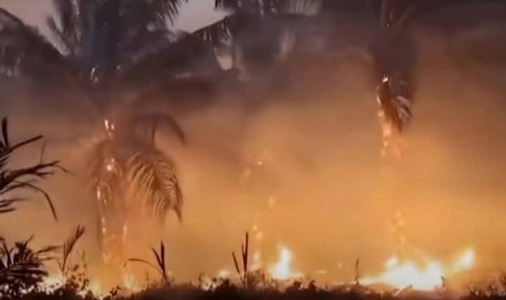 Kebakaran lahan di Provinsi Biak, Agustus 2026. Dokumentasi Aleks Abrauw, Warga Distrik Biak Utara