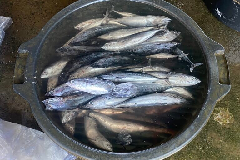 Ikan yang diproses di Sentra Pemindangan Kusamba. Foto: I Gusti Ayu Septiari/ Mongabay Indonesia