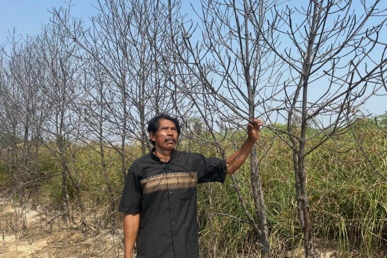 Pengurukan untuk pembangunan Tropical Coastland PIK 2 di Desa Kramat, Kecamatan Pakuhaji telah mengakibatkan ekosistem mangrove mati. Foto: Anggita Raissa/Mongabay Indonesia
