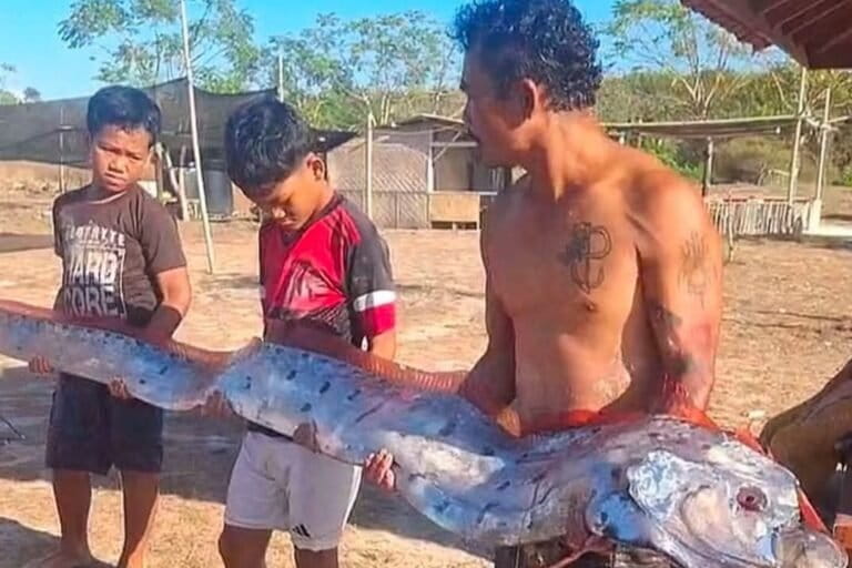 Ketika Oarfish Terdampar di Lombok, Mitos Gempa Kembali Muncul