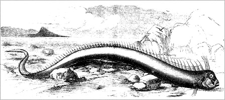 Mitologi Masyarakat Lombok Ketika Oarfish Terdampar