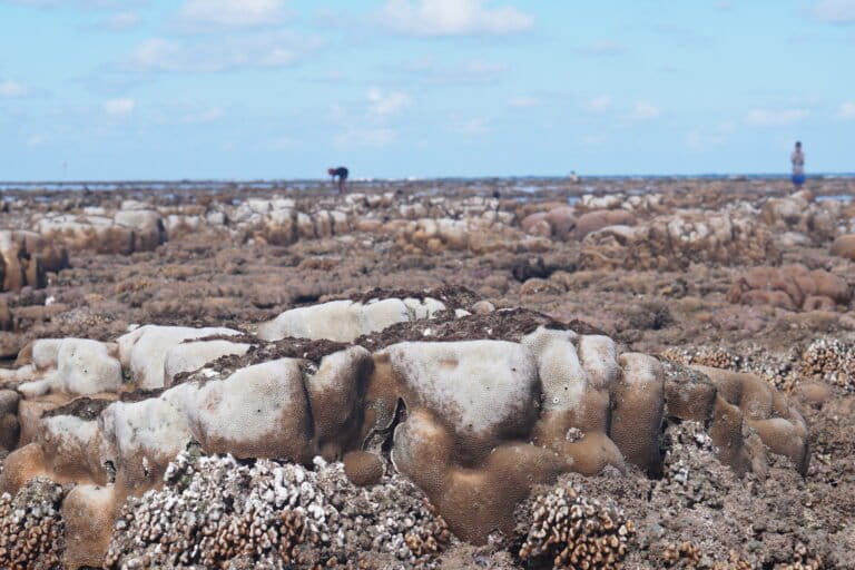 Terumbu karang memutih akibat penggunaan bahan peledak dan potas di pesisir Tekonea, Kecamatan Wawonii Timur, Kabupaten Konawe Kepulauan (Konkep), Sulawesi Tenggara (Sultra). Foto: La Ode Risman Hermawan/Mongabay Indonesia