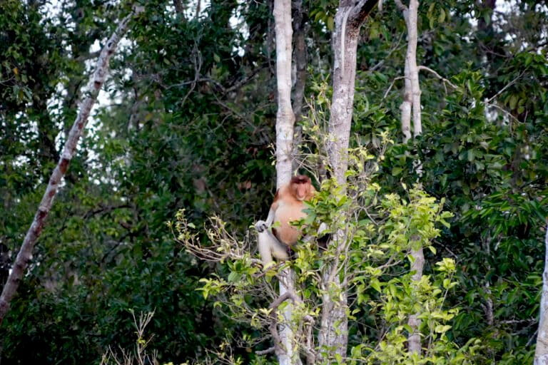 Bagaimana Populasi Bekantan di Rawa Gambut Kalimantan Selatan?