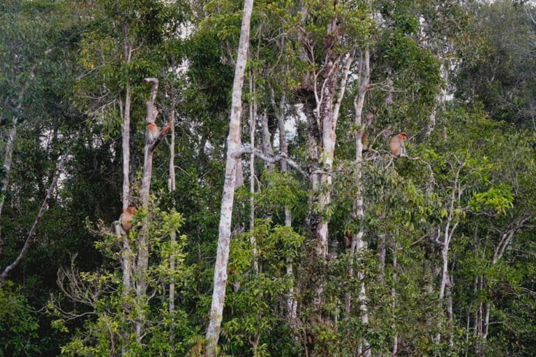 Bagaimana Populasi Bekantan di Rawa Gambut Kalimantan Selatan?