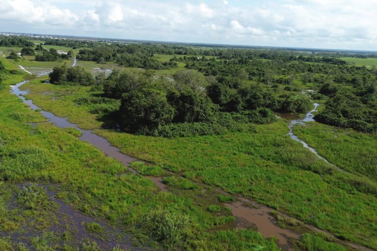 Bagaimana Populasi Bekantan di Rawa Gambut Kalimantan Selatan?