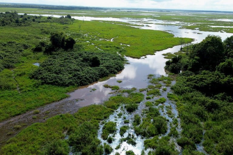 Bagaimana Populasi Bekantan di Rawa Gambut Kalimantan Selatan?