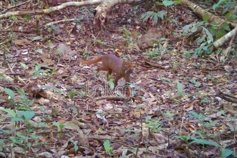 Kucing Misterius Kalimantan Kembali Terekam Kamera di Kayan Mentarang