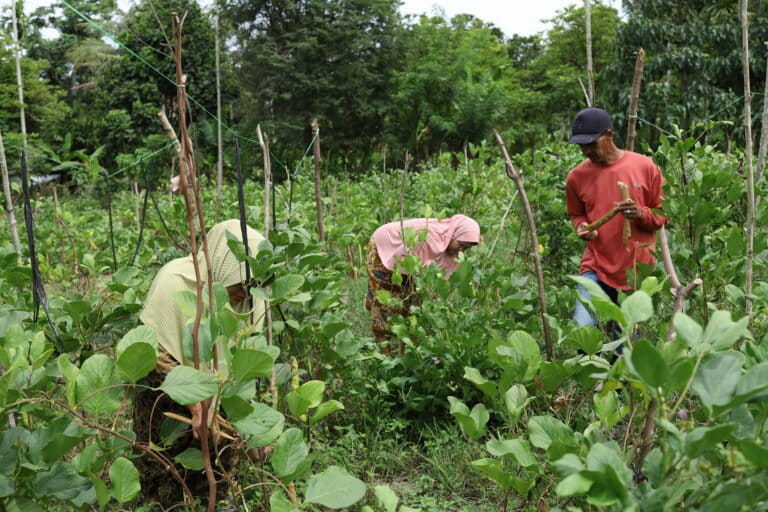 Cut Badriah (jilbab pink) dan dua orang petani lainnya memanen kacang koro pedang (Canavalia ensiformis) yang tumbuh di kebun milik Ruhani di Desa Lamteuba, Kabupaten Aceh Besar. Foto: Nurul Hasanah/Mongabay Indonesia