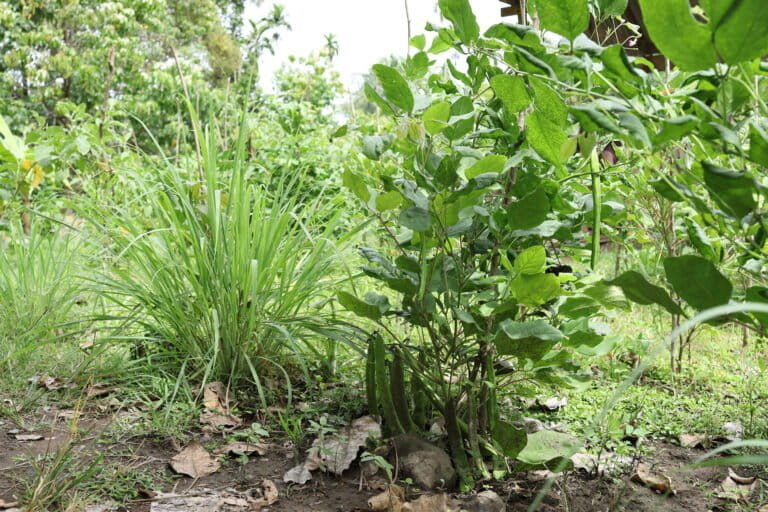 Mereka menanam kacang koro pedang dengan sistem tumpang sari. Sembari menanti panen koro, mereka bisa panen cabe, lengkuas, kunyit, jahe dan lainnya. Dulu, lahan Ruhani ini membudidayakan kacang tanah dan kedelai, namun tidak menguntungkan. Foto: Nurul Hasannah/ Mongabay Indonesia