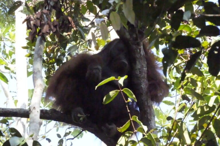 Kebakaran Hutan Makin Gerus Habitat Orangutan