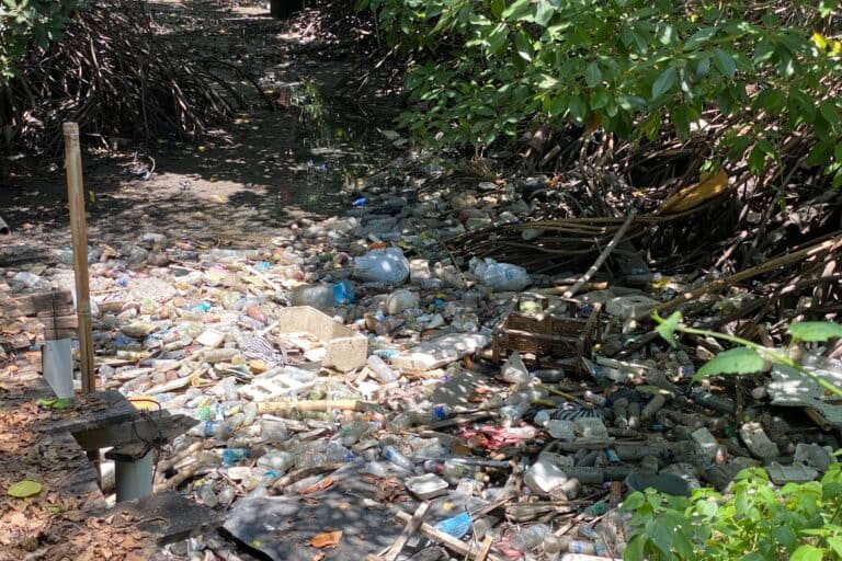 Sampah tersangkut di akar dan batang pohon mangrove yang ada di bawah Jalan Tol Bali Mandara. Foto: I Gusti Ayu Septiari/ Mongabay Indonesia