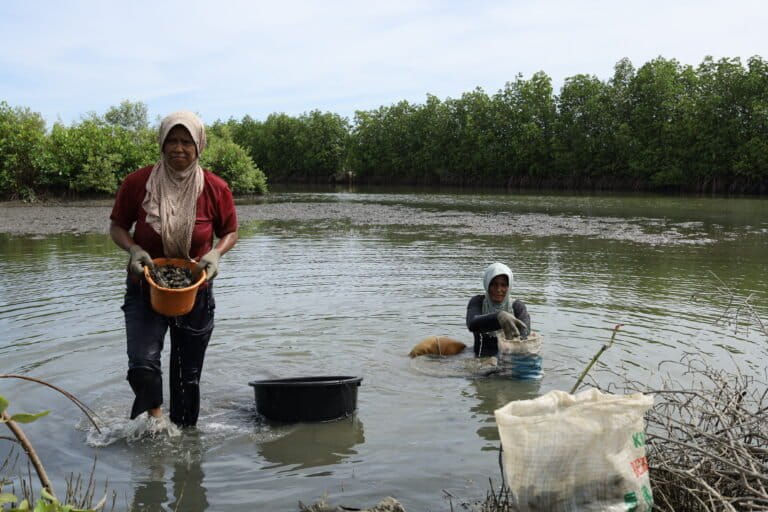 Fendiati (kiri) dan Armanisa (kanan) saat mencari tiram (Crassostrea iredalei) di rawa mangrove Gampong Baet, Aceh Besar. Foto: Nurul Hasanah/Mongabay Indonesia