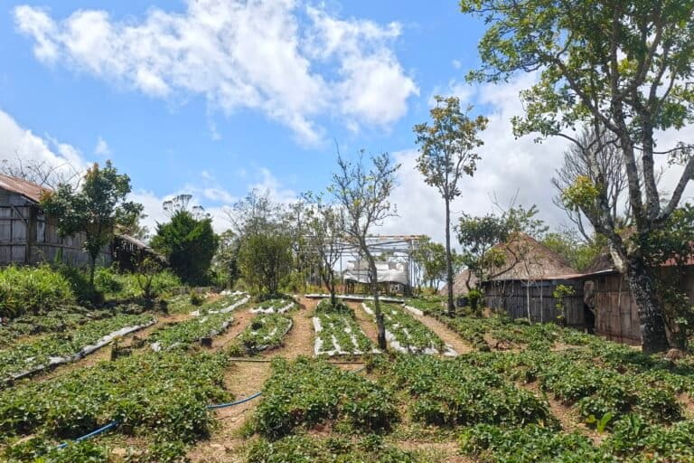 Salah satu hasil budidaya tanaman stoberi yang digarap Lodya Oematan di samping pekarangan rumahnya. Foto: Mario Sara/Mongabay Indonesia