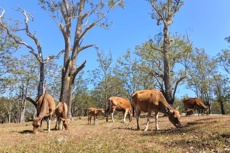 Ternak sapi milik warga setempat yang digembalakan secara bebas (extensive grazing) di dalam kawasan Taman Nasional Mutis Timau, di antara tegakan pohon ampupu (Eucalyptus urophylla). Foto: Mario Sara/Mongabay Indonesia