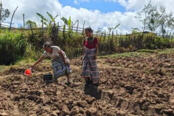 Lodya Oematan (kaos putih) dan Nordi Bai sedang menyiram tanaman-tanman stroberi di kebun milik Lodya di Desa Fatumnasi, Kecamatan Mollo Utara, Kabupaten Timor Tengah Selatan (TTS). Foto: Mario Sara/Mongabay Indonesia