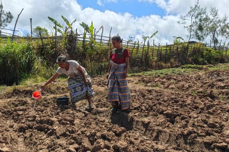 Lodya Oematan (kaos putih) dan Nordi Bai sedang menyiram tanaman-tanman stroberi di kebun milik Lodya di Desa Fatumnasi, Kecamatan Mollo Utara, Kabupaten Timor Tengah Selatan (TTS). Foto: Mario Sara/Mongabay Indonesia